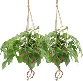 Hello Plants Monstera Minima Hangplant - 2 Stuks - Ø 15 cm - Hoogte: 25 cm - Gatenplant