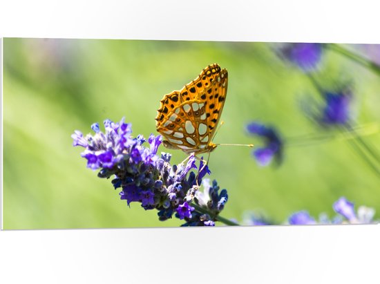 PVC Schuimplaat- Gele Vlinder op Lavendelbloem in Italië - 100x50 cm Foto op PVC Schuimplaat