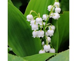 6x Lelietje der dalen - Convallaria majalis - Pot 9x9cm