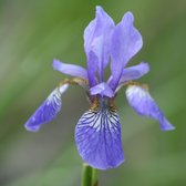 6x Baardloze iris - Iris siberica 'Blue King' - Pot 9x9cm