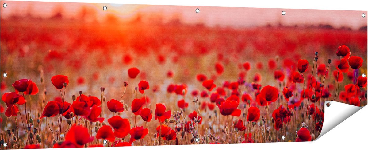 Gards Tuinposter Rode Klaprozen Bloemenveld Zonsondergang - 180x60 cm - Tuindoek - Tuindecoratie - Wanddecoratie buiten - Tuinschilderij Multikleur