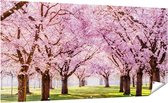 Gards Tuinposter Roze Bloesembomen Park - Bloemen - 200x100 cm - Tuindoek - Tuindecoratie - Wanddecoratie buiten - Tuinschilderij