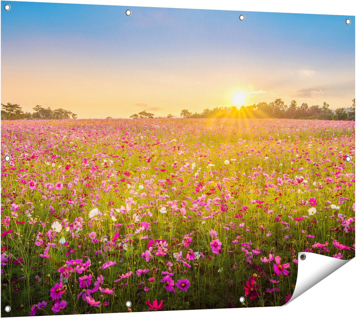 Gards Tuinposter Bloemenveld met Roze Kosmos - 120x90 cm - Tuindoek - Tuindecoratie - Wanddecoratie buiten - Tuinschilderij Multikleur