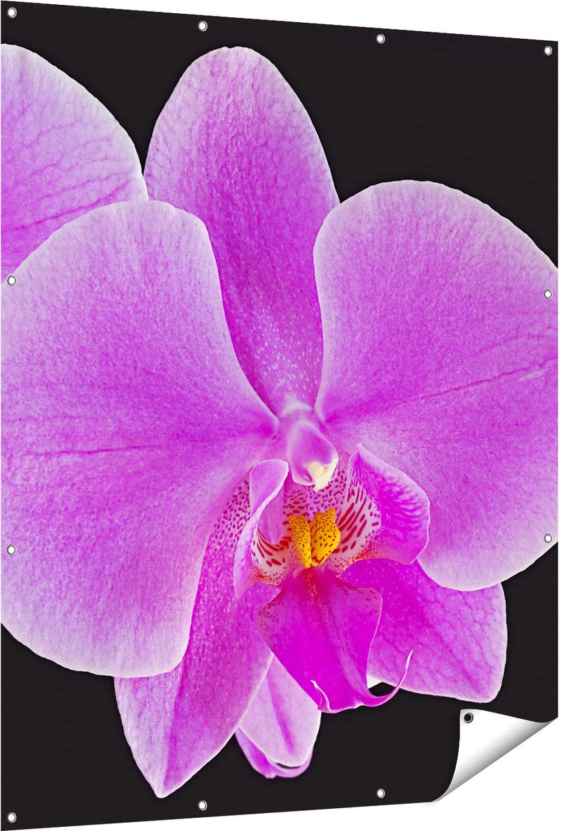 Gards Tuinposter Licht Paarse Orchidee - Bloem - 120x150 cm - Tuindoek - Tuindecoratie - Wanddecoratie buiten - Tuinschilderij Multikleur