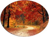 Dibond Ovaal - Herfstgekleurde Bladeren in het Bos - 56x42 cm Foto op Ovaal (Met Ophangsysteem)