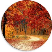 Dibond Muurcirkel - Herfstgekleurde Bladeren in het Bos - 50x50 cm Foto op Aluminium Muurcirkel (met ophangsysteem)