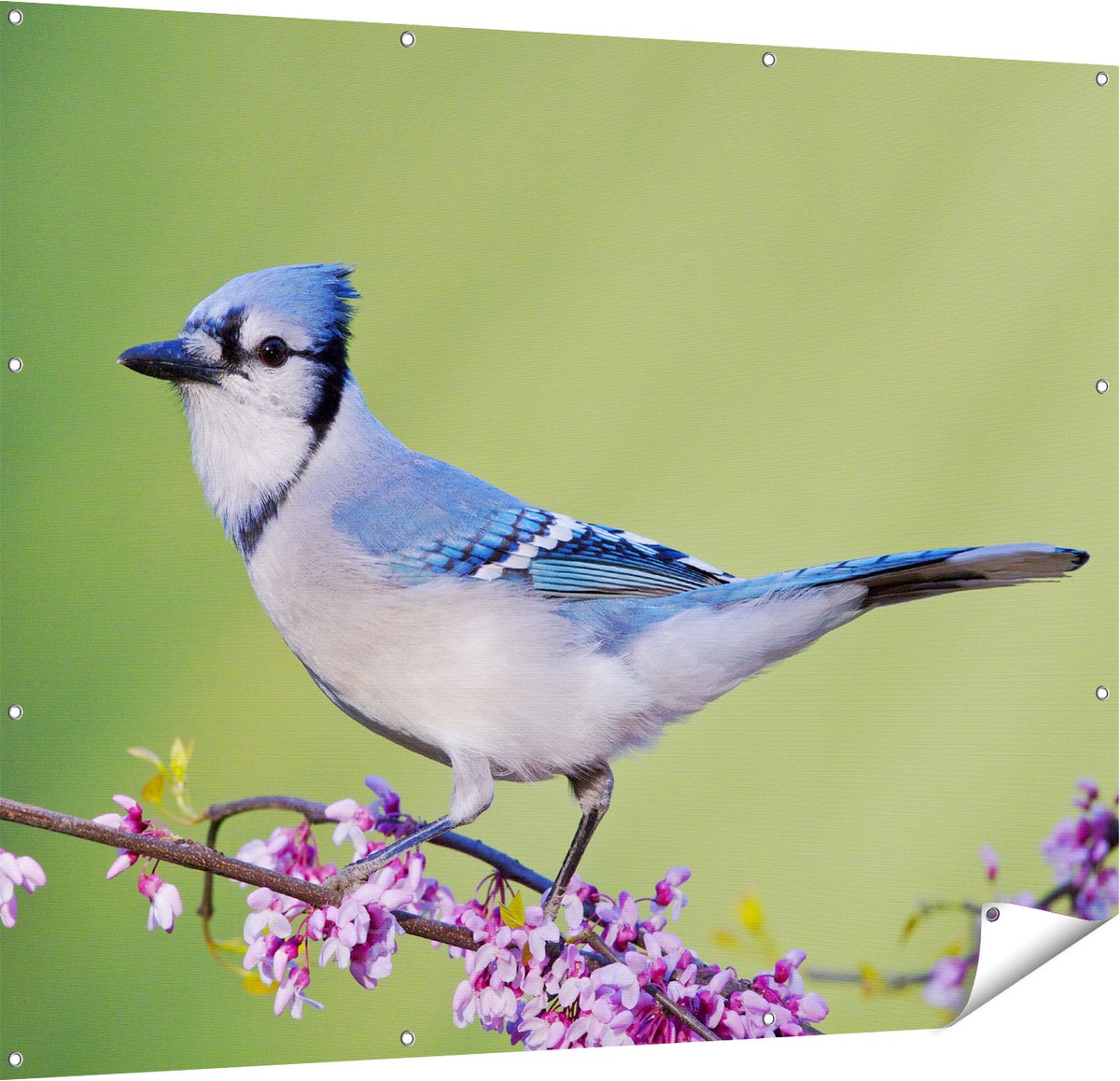 Gards Tuinposter Blauwe Gaai Vogel op een Tak - Kleur - 150x120 cm - Tuindoek - Tuindecoratie - Wanddecoratie buiten - Tuinschilderij Multikleur