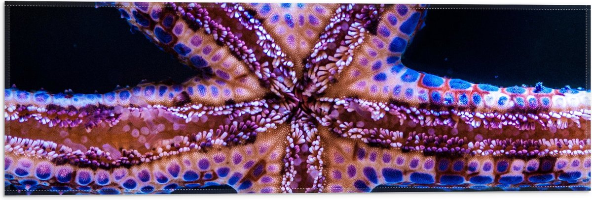 Vlag - Close-up van Zeester tegen Raam van Aquarium - 60x20 cm Foto op Polyester Vlag