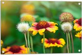 Tuinposter – Gaillardia Pulchella Bloemen in het Veld - 75x50 cm Foto op Tuinposter (wanddecoratie voor buiten en binnen)