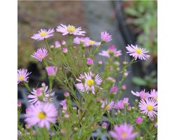 6x Herfstaster - Aster hybr. 'Pink Star' - Pot 9x9cm