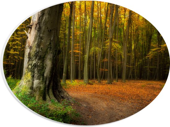 PVC Schuimplaat Ovaal - Grote Dikke Oude Boom in het Midden van Herfstbos - 28x21 cm Foto op Ovaal (Met Ophangsysteem)