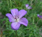 6x Ooievaarsbek - Geranium clarkei ‘Kashmir Purple’ - Pot 9x9cm