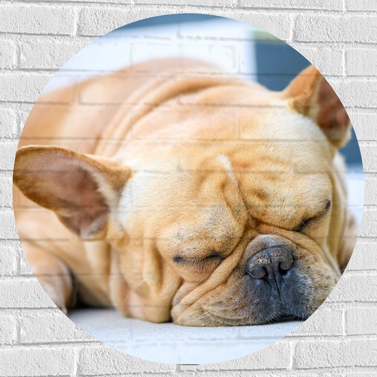 Muursticker Cirkel - Bruine Vermoeide Franse Bulldog Hond - 80x80 cm Foto op Muursticker