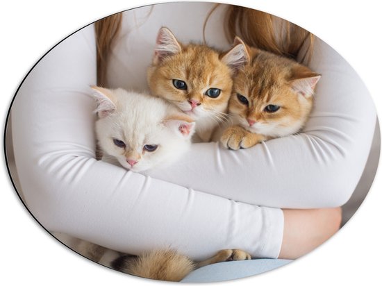Dibond Ovaal - Drie Britse Korthaar Kittens in de Armen van een Meisje - 56x42 cm Foto op Ovaal (Met Ophangsysteem)