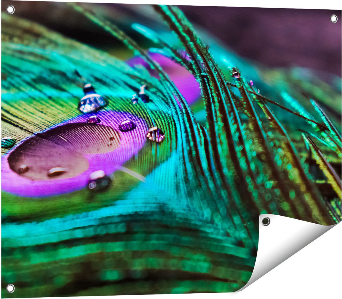 Gards Tuinposter Kleurrijke Pauw Veer met Waterdruppels - 80x60 cm - Tuindoek - Tuindecoratie - Wanddecoratie buiten - Tuinschilderij Multikleur