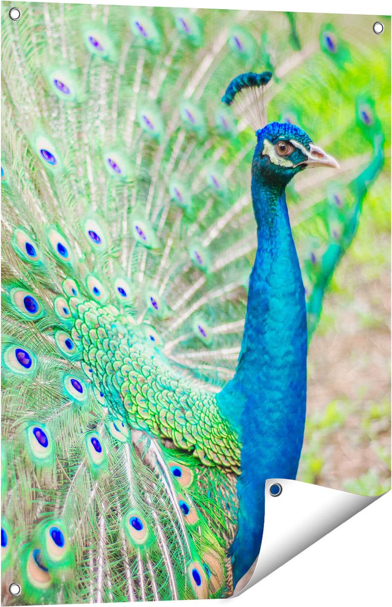 Gards Tuinposter Pauw met Kleurrijke Veren - 60x80 cm - Tuindoek - Tuindecoratie - Wanddecoratie buiten - Tuinschilderij Multikleur