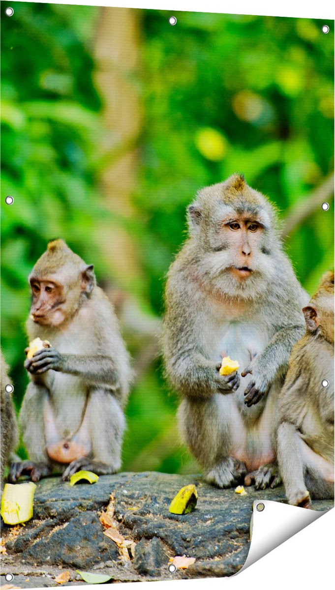 Gards Tuinposter Groep Apen Eten Bananen in het Bos - 80x120 cm - Tuindoek - Tuindecoratie - Wanddecoratie buiten - Tuinschilderij Multikleur