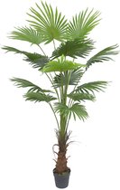 Kunst palmboom Rhodos - 175cm - Namaak Waaierblad Palm