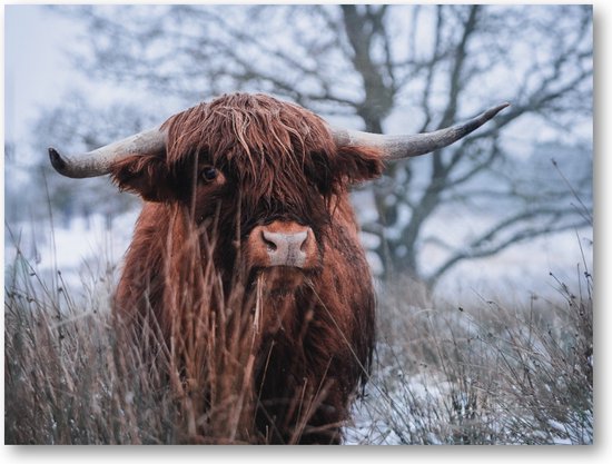 Schotse hooglander sneeuw - Fotoposter 40x30