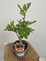 Ficus carica - vijgen plantje - ministam - potmaat 14 cm - planthoogte 35 cm - Plants By Suus