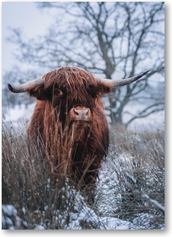 Schotse hooglander sneeuw - Fotoposter 50x70