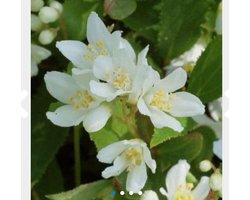 Deutzia gracilis - Bruidsbloem 25 - 30 cm in pot