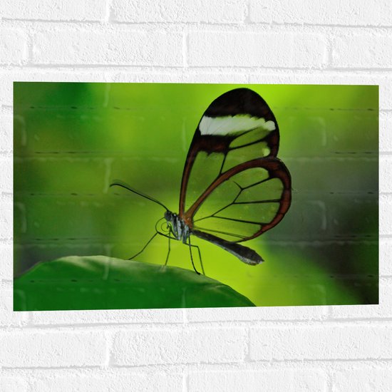 WallClassics - Muursticker - Zwarte Vlinder met Doorzichtige Vleugels op Groen Blad - 60x40 cm Foto op Muursticker