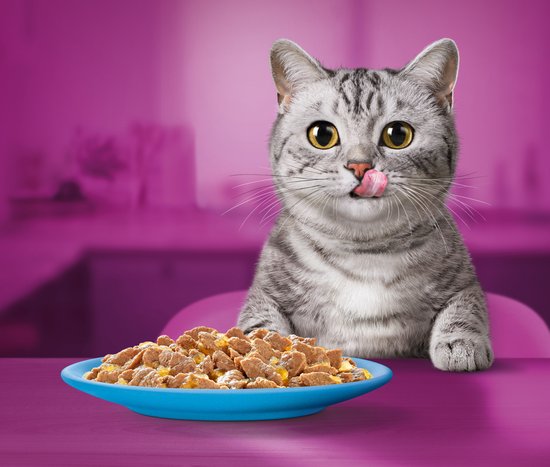 Een grijze kat likt zijn bek vol verwachting bij een blauw bord met natvoer in gelei.