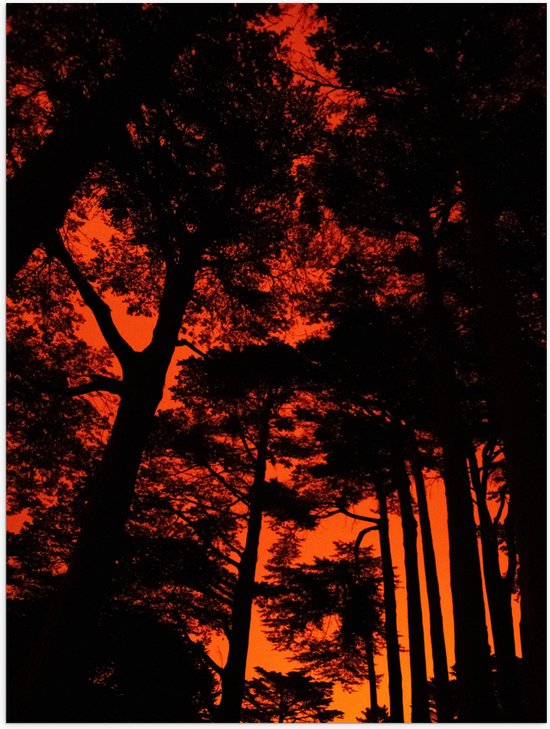 WallClassics - Poster (Mat) - Silhouet van Groep Bomen tegen Oranje Lucht - 30x40 cm Foto op Posterpapier met een Matte look