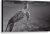 WallClassics - Canvas - Zeeschildpad Zwemmend naar Wateroppervlak (Zwart- wit) - 90x60 cm Foto op Canvas Schilderij (Wanddecoratie op Canvas)