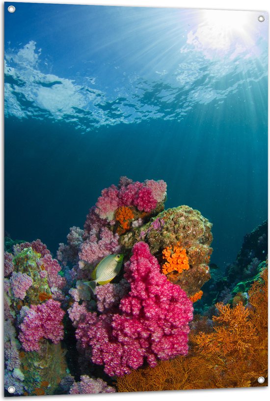 WallClassics - Affiche de jardin - Rayons de soleil sur corail au fond marin - Photo 80x120 cm sur affiche de jardin (décoration murale pour extérieur et intérieur)