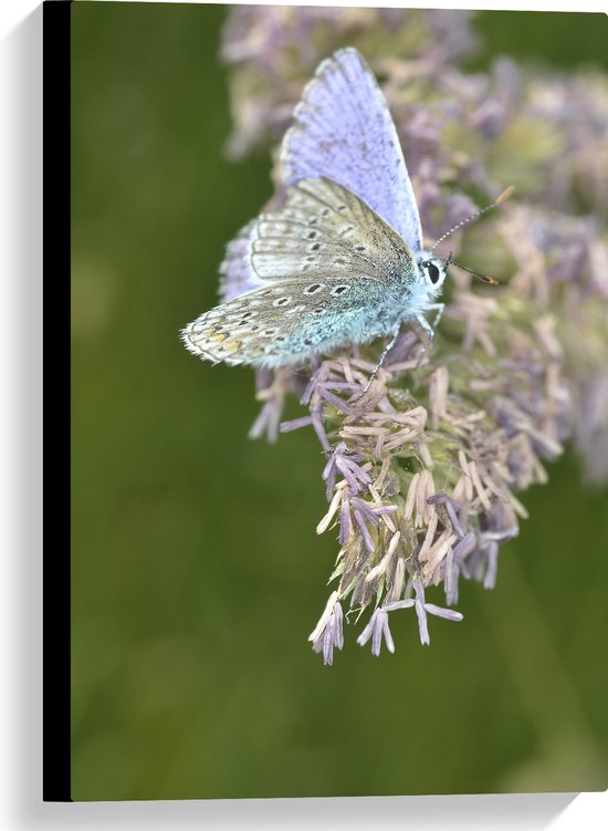 Canvas - Vlinder met Blauwkleurige Vleugels op Paarse Bloemen - 40x60 cm Foto op Canvas Schilderij (Wanddecoratie op Canvas)