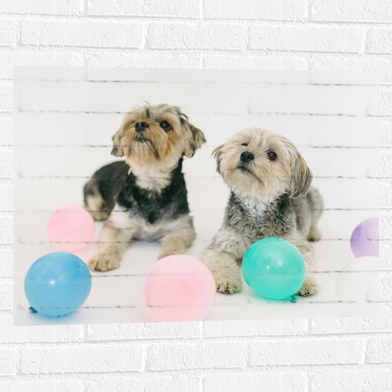Muursticker - Twee Kleine Honden Spelend met Ballonnen - 80x60 cm Foto op Muursticker