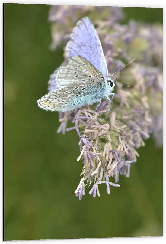 Dibond - Vlinder met Blauwkleurige Vleugels op Paarse Bloemen - 60x90 cm Foto op Aluminium (Wanddecoratie van metaal)