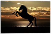 Dibond - Silhouet van Stijgend Paard aan de Kust tijdens Zonsondergang - 60x40 cm Foto op Aluminium (Met Ophangsysteem)