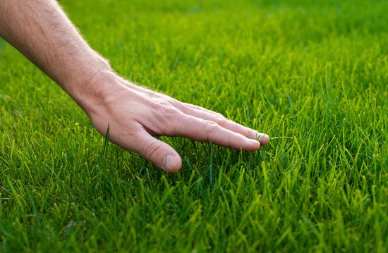 Speel graszaad kopen? | Snel thuis bezorgd