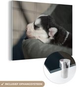 MuchoWow® Glasschilderij 80x60 cm - Schilderij acrylglas - Slapende hond op de bank - Foto op glas - Schilderijen