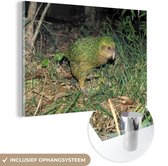 MuchoWow® Glasschilderij 120x80 cm - Schilderij acrylglas - Kakapo in het gras - Foto op glas - Schilderijen