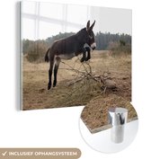 MuchoWow® Glasschilderij 80x60 cm - Schilderij acrylglas - Springende ezel - Foto op glas - Schilderijen