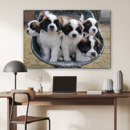 Peinture sur verre - Brouette avec chiots Saint Bernard - 90x60 cm - Peintures sur Verre Peintures - Photo sur Glas