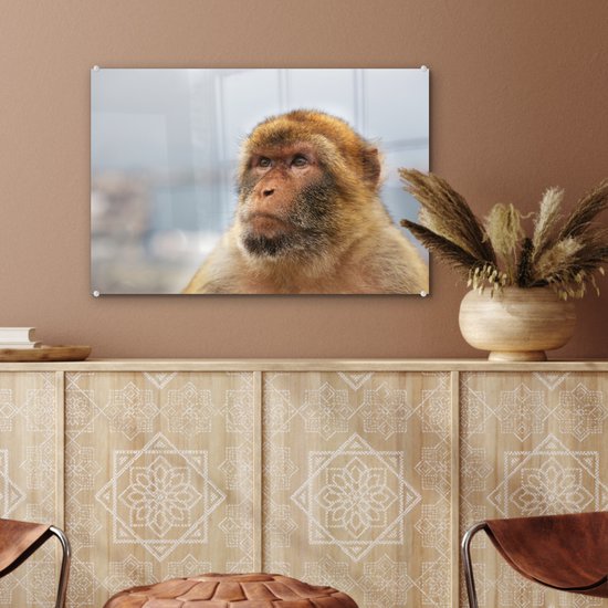 Portrait de macaque de barbarie Glas 60x40 cm - Tirage photo sur Glas (décoration murale en plexiglas)