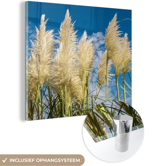 MuchoWow® Glasschilderij 90x90 cm - Schilderij acrylglas - Pampasgras - Plant - Natuur - Foto op glas - Schilderijen