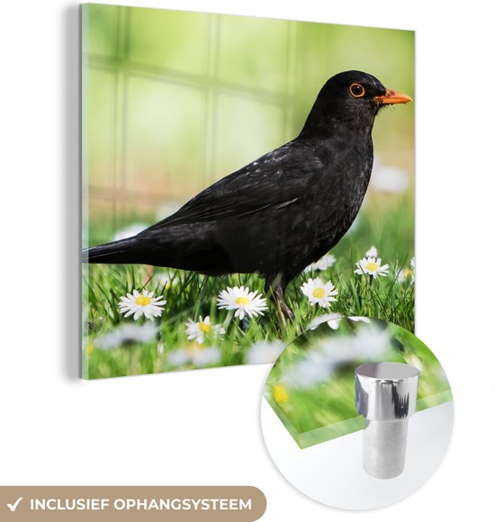 Glasschilderij - Foto op glas - Acrylglas - Vogel - Merel - Bloemen - Landschap - 50x50 cm - Glasschilderij bloemen - Wanddecoratie glas - Glasschilderij vogels - Muurdecoratie dieren