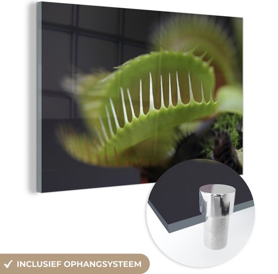 MuchoWow® Glasschilderij 30x20 cm - Schilderij acrylglas - Een happende Venus Vliegenval - Foto op glas - Schilderijen