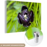 MuchoWow® Glasschilderij 90x60 cm - Schilderij acrylglas - Zwarte tulp - Foto op glas - Schilderijen
