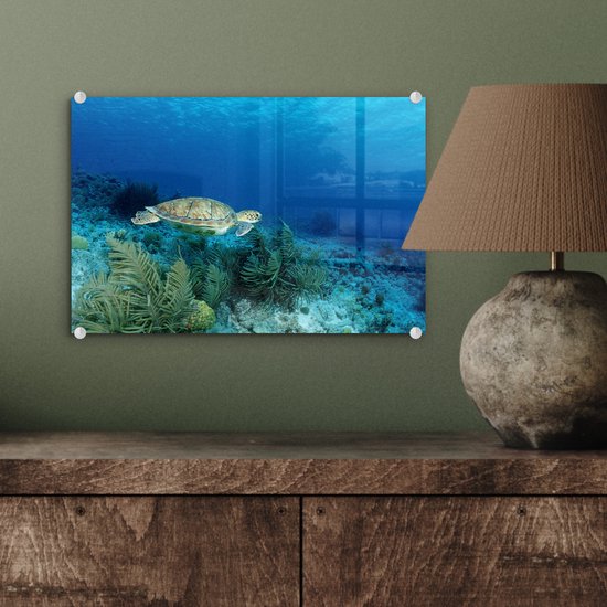 MuchoWow® Glasschilderij 30x20 cm - Schilderij acrylglas - Groene zeeschildpad op Bonaire - Foto op glas - Schilderijen