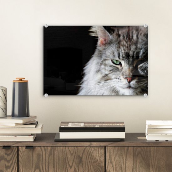 Portrait d'un chat Maine Coon de couleur grise en plexiglas 30x20 cm - petit - Tirage photo sur Glas (décoration murale en plexiglas)