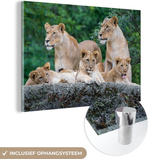 MuchoWow® Glasschilderij 90x60 cm - Schilderij acrylglas - Leeuwen - Dieren - Welpen - Foto op glas - Schilderijen
