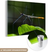 MuchoWow® Glasschilderij 120x80 cm - Schilderij acrylglas - Een wandelende tak op een blad - Foto op glas - Schilderijen