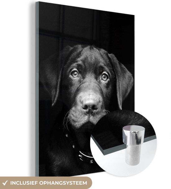 MuchoWow® Glasschilderij 30x40 cm - Schilderij acrylglas - Hond - Licht - Zwart - Foto op glas - Schilderijen